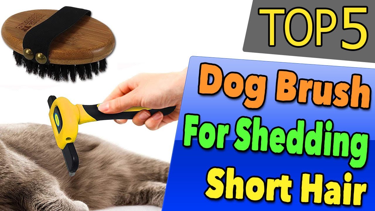 Amazon.com: Dog Shedding Brush For Short Hair