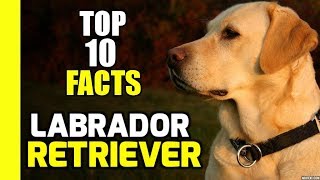 Top 10 Facts About Labrador Retriever
