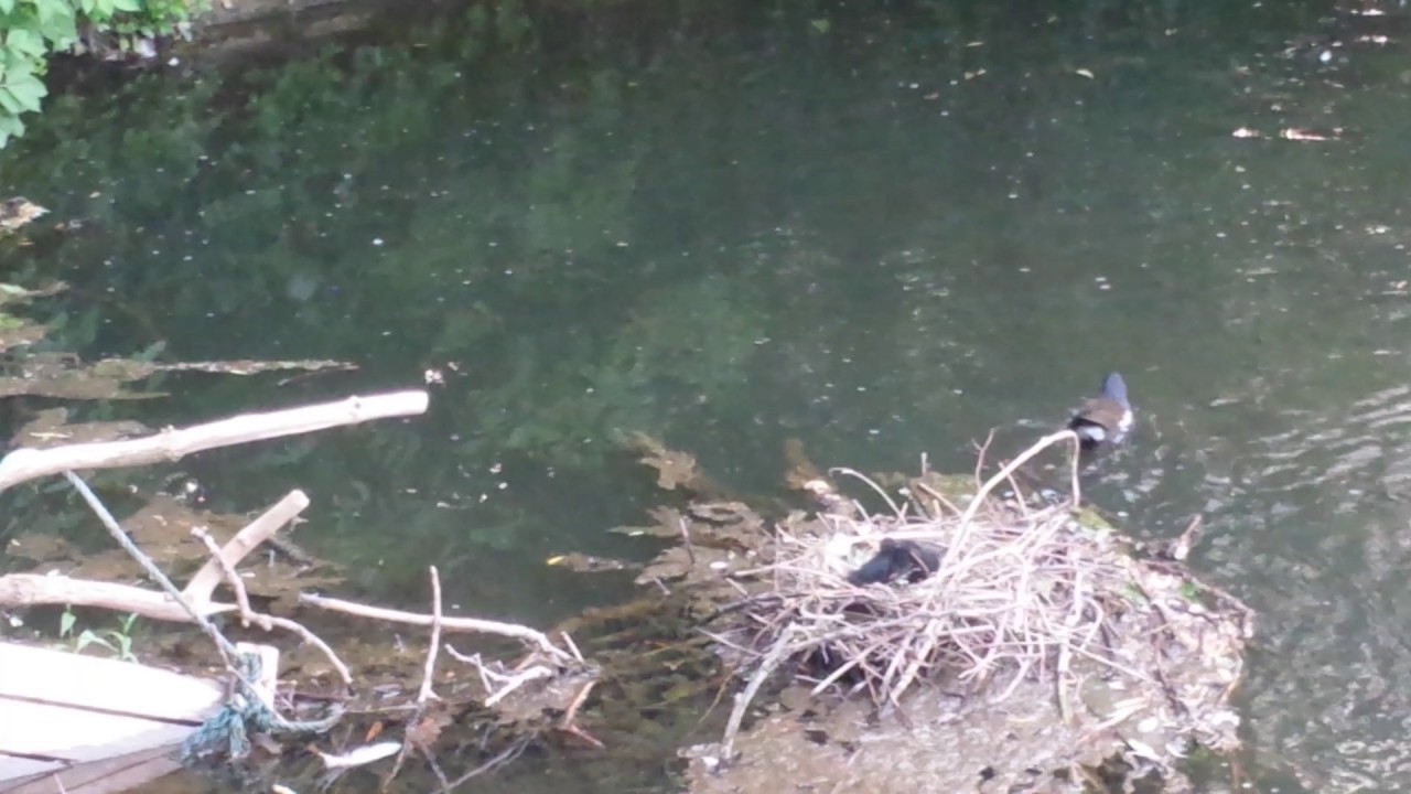 Moorhen Nest