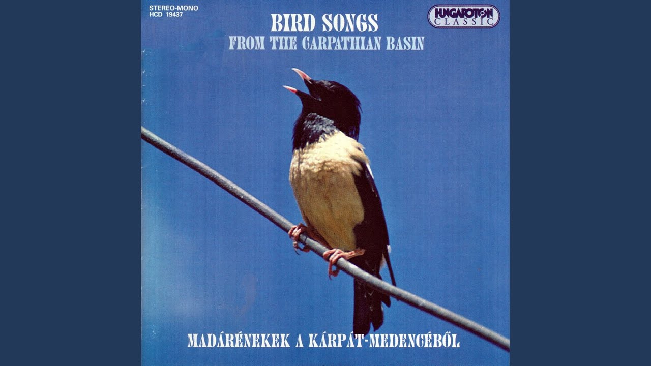 Sövénysármány - Cirl Bunting (Emberiza cirlus)