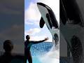 Power & Grace: Orca Beaching Spectacle at Loro Parque #OrcaShow#marinelife #ViralReels