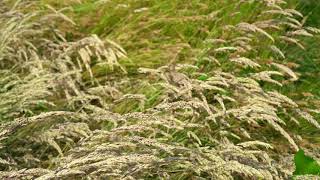 Natural and Sustainable Perfume Ingredients - Sweet Vernal Grass