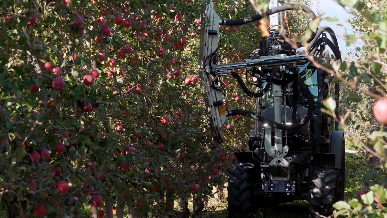 VILLE D'ANAUNIA: PRATICHE DI SFOGLIATURA SUL MELO E SULLA VITE