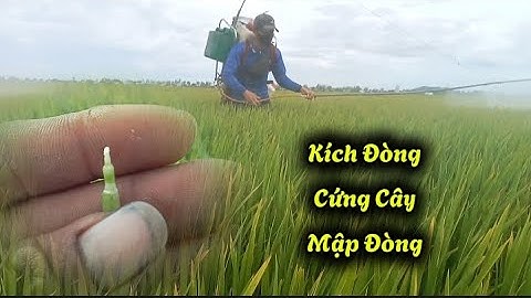 kích mập đòng giúp lúa 5451 cứng cây dày lóng | Nông Dân Miền Tây.