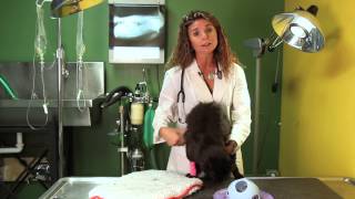 How to Reintroduce a PostOperation Cat to the Other Household Cats : Cat Behavior & Health