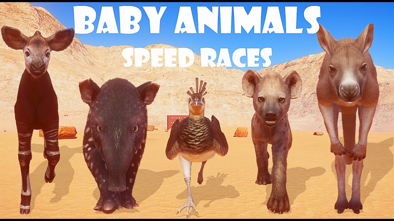 Baby Animal Speed Races in Planet Zoo included Okapi, Tapir, Hyena, Kangaroo, Peafow