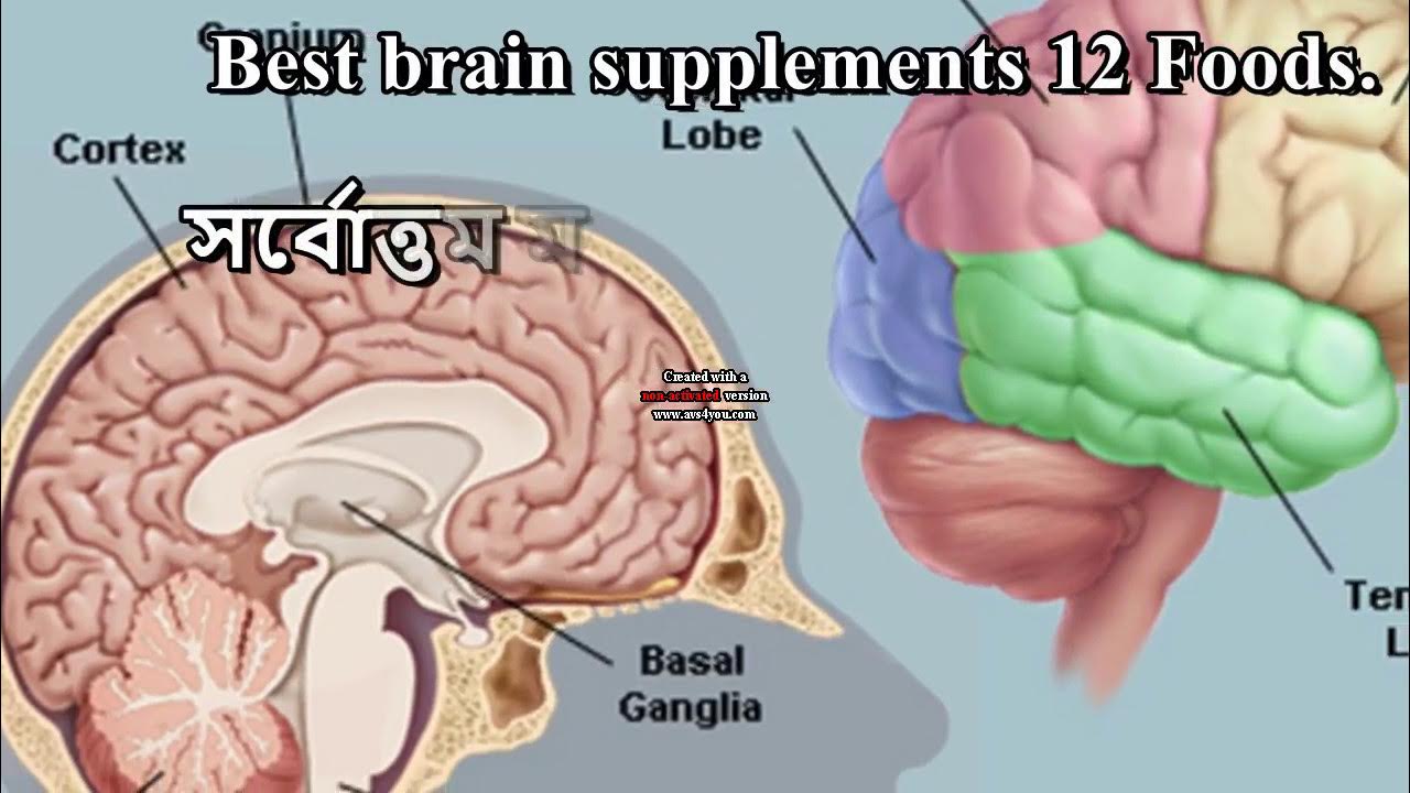 Brain. Головной мозг анатомия. Good brain