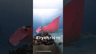 Why is this manta ray pink?