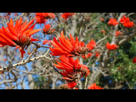 Video: ¿Qué es un árbol de coral? - Cómo cultivar árboles de coral