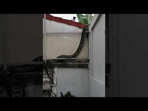 Large Snake Climbs High Over Building || ViralHog