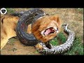 Giant Python Defeat Lion | Giant Python Squeezes made Lion Stop Breathing | Lion vs Hyena