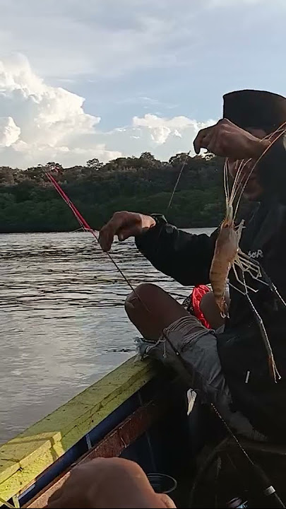 lended juga akhirnya yang babon #udanggalah #mancing
