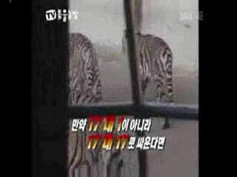 Tiger vs Lion (Tiger Wins)