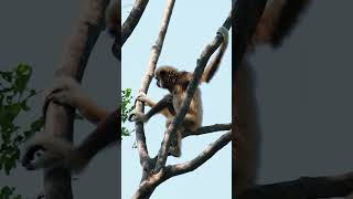 Kera Ini Berayun dengan Kecepatan 48 KM/JAM Tanpa Terjatuh #amerika #gibbon Kera Ini Berayun dengan Kecepatan 48 KM/JAM Tanpa Terjatuh #amerika #gibbon