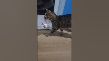 Tabby Cat Takes Away Puzzle Feeder: Funny Obsession with Feather Tail. A Must Watch for Cat Lovers!
