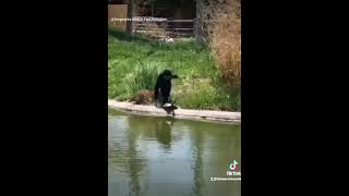 Nosy Neighbours. Watch Gibbon monkey pushing its neighbour turtle in water