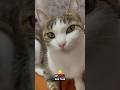 If You See ThisЁЯШ Catshorts If You See ThisЁЯШ Catshorts