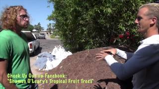 Please check us out on facebook shamus o'leary's tropical fruit trees
for lots of cool and useful information how to grow in the dese...