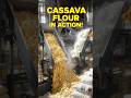How Cassava Flour Is Made in 60 Seconds  Giant Factory Process
