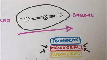 The Somitogenesis Song