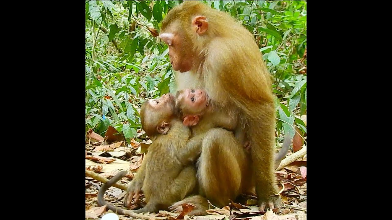 Really sweet heart monkey Luna true love baby Rainbow - Luna accepted groom Rainbow