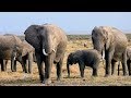 The Evolution of Modern Elephants