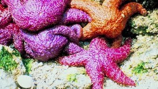 The Continuity Of Life