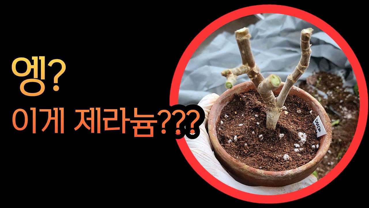 [4K] 싹뚝싹뚝 제라늄 강전정, 이것만 지키면 모두 성공~!!! 강전정한 제라늄 주의사항, 몽둥이로 자른 제라늄의 변신 before & after #제라늄 #제라늄가지치기