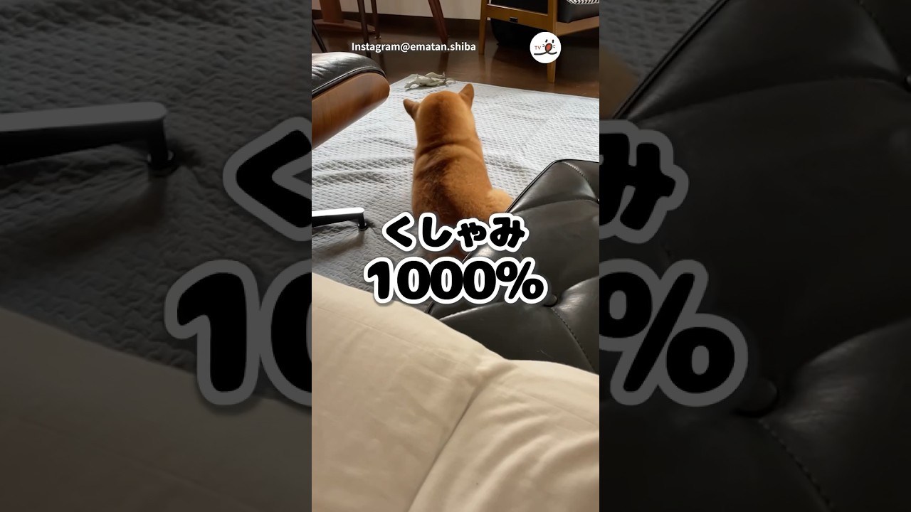 くしゃみが激しすぎる｜PECO #柴犬 #赤柴 #茶柴 #柴犬のいる暮らし