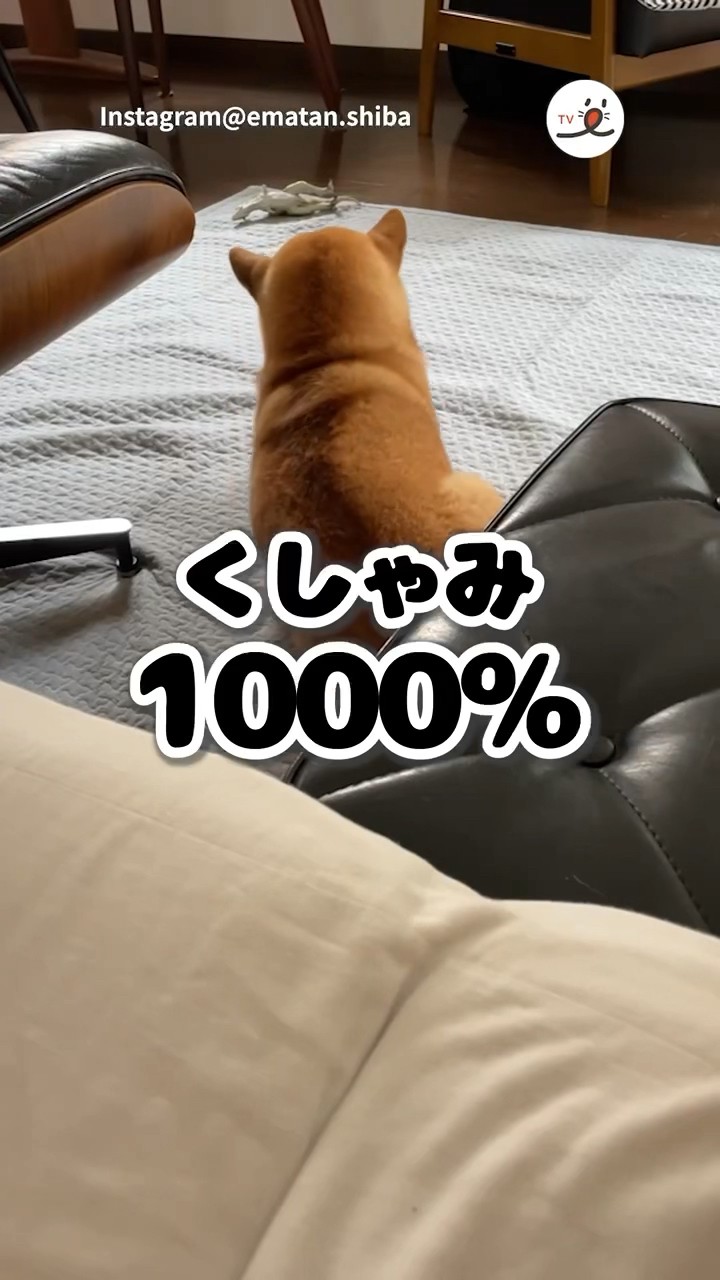 くしゃみが激しすぎる｜PECO #柴犬 #赤柴 #茶柴 #柴犬のいる暮らし