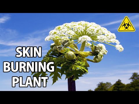 Poisonous Giant Hogweed + Autumn Edibles & Fungi