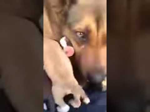 Собака плачет - YouTube
