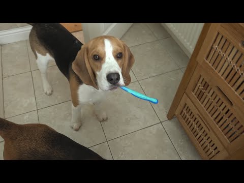 Dog and puppy helps little girl with bathroom routine