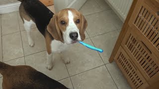 Dog and puppy helps little girl with bathroom routine