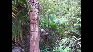 Trachycarpus nanital or not?