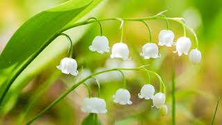 How To Grow Lily Of The Valley