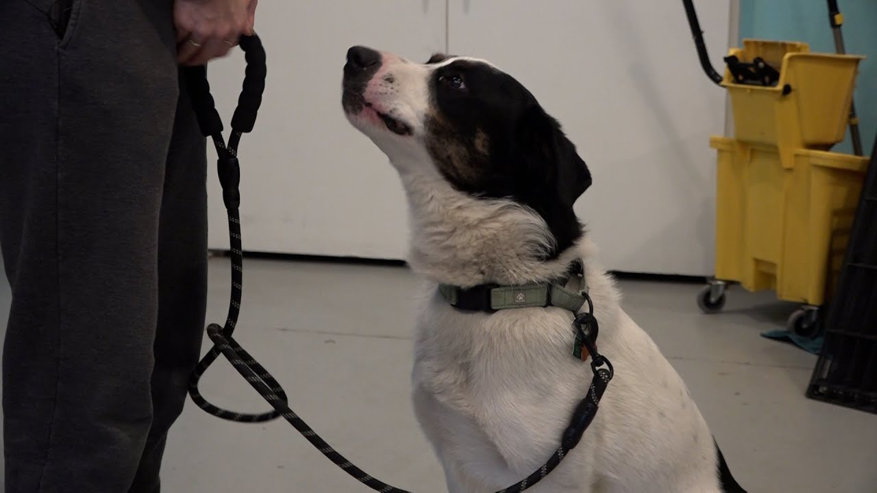 Street Dog Hero to take in 13 dogs rescued from southern California ...