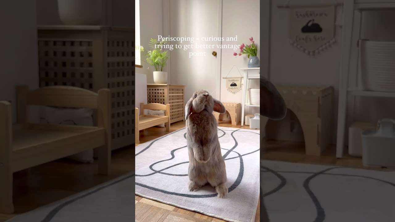 A sneak peek into rabbit body language 🐰💜 