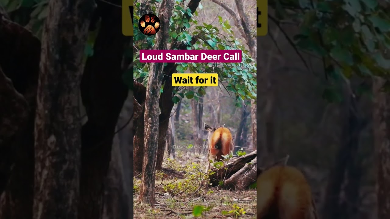 Loud Sambar Deer Call after seeing a tiger 
