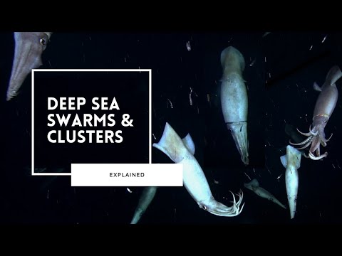 Deep Sea Aggregations Explained | Safety in Numbers