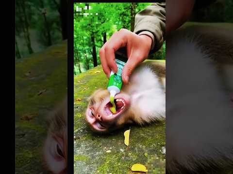 #monkeystory #babymonkey #monkey
