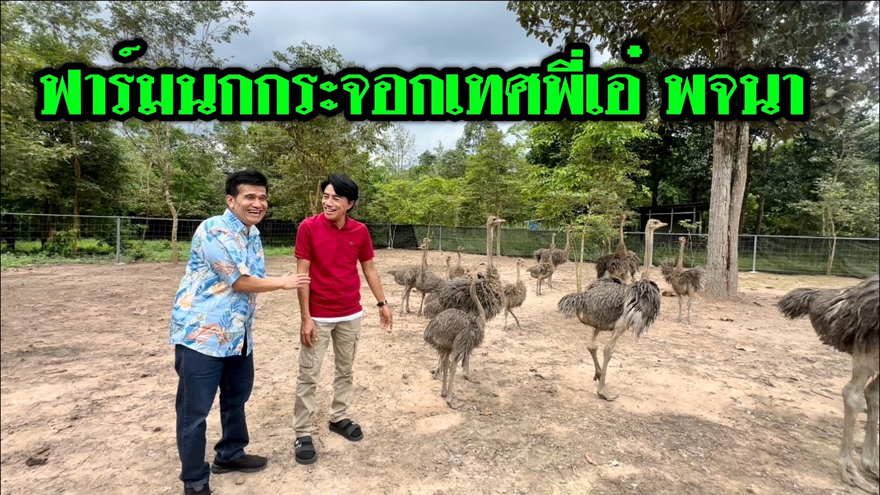 ไปดูฟาร์มนกกระจอกเทศ พี่เอ๋ พจนา