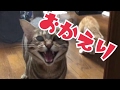 飼い主のお出迎えをする猫たちの反応が凄まじかった！　 A cat waiting for the owner is cute