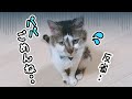 パパの指を間違えて噛んじゃって落ち込む元野良猫