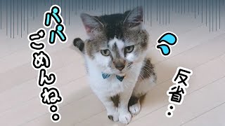 パパの指を間違えて噛んじゃって落ち込む元野良猫