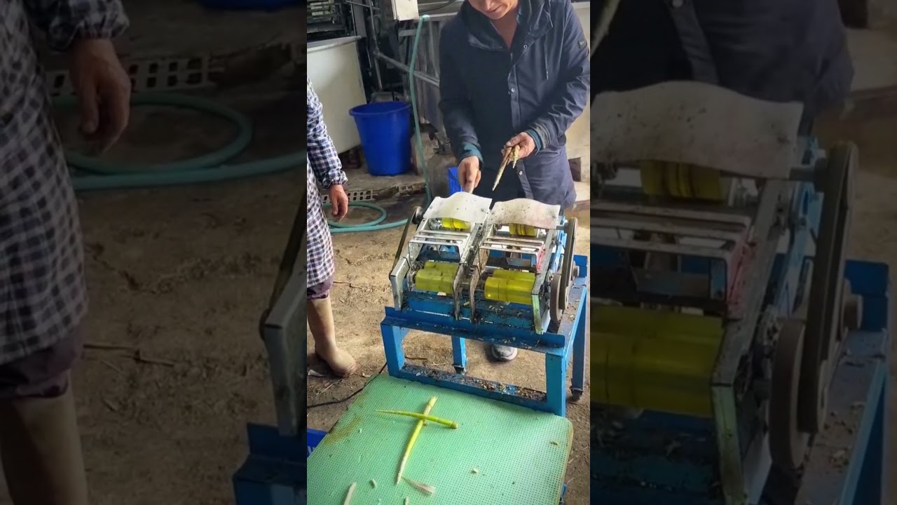 cool tool for peeling bamboo shoots quickly 