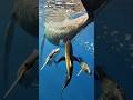 Whale Mom vs. Shark Pack: The Ultimate Sacrifice 🐋🛡️ #shorts #nature #wildlife