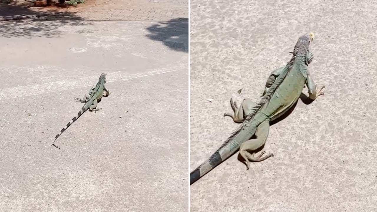 thailand newspaper Wild Iguana Crossing The Road