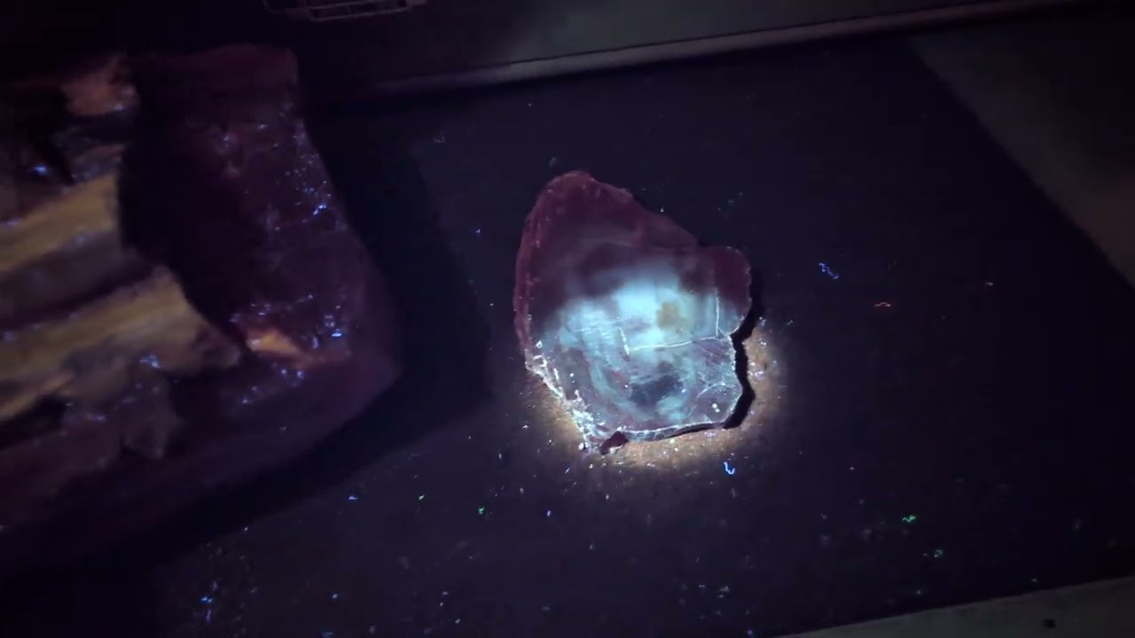 Arizona Rainbow Wood under a uv light 