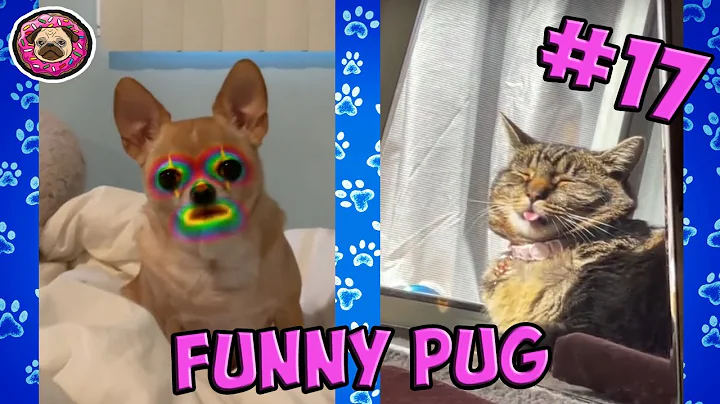Watch the video about Cute and Funny Cat /Pet Videos to Keep You Smiling!😸- 2021 | Funny Pug